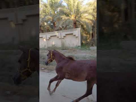 المرتجز السوم مفتوح 