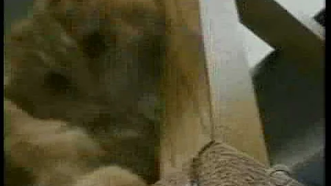 Dewey the Cat-CBS Sunday Morning