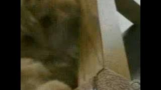 Dewey the Cat-CBS Sunday Morning