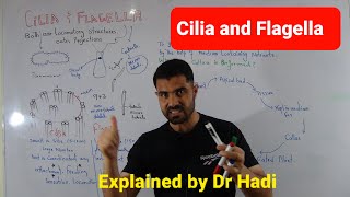 Difference between Cilia and flagella Biology First Year