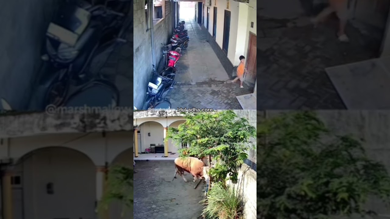 Tonton Idul adha core 2025 #iduladha #qurban #qurbancore #iduladhacore di YouTube Tonton Idul adha core 2025 #iduladha #qurban #qurbancore #iduladhacore di YouTube