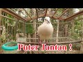 Joss Gandos Suara Puter Lokal Gacor Memanggil Betina Suara Burung Puter Untuk Pikatan Mp3 - Mp4 Download