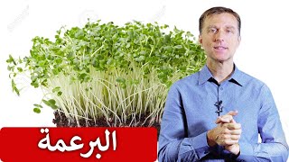 البذور المبرعمة | هل تعلم هذه الفوائد عن استنبات أو تنبيت الحبوب و البذور