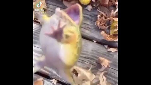 Frog jumping and laughing