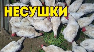 Бесплатная еда для КУР НЕСУШЕК