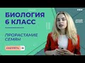 Прорастание семян. Урок 20. Биология 6 класс