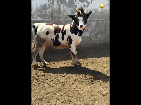 هاي هاي ارمي يا معلم ارمي يا معلم المضمون فى عالم اللحوم 