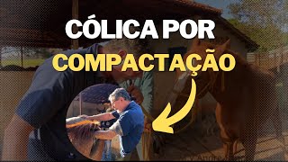 Cólica em Equinos (mudança brusca de alimentação !!) | M.V Andre Simon