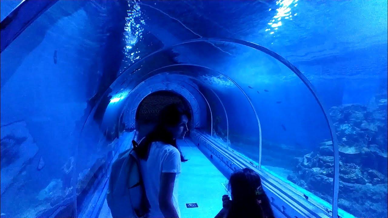 Гранд аквариум Хургада. Океанариум «Гранд-аквариум» в Хургаде. Океанариум в Египте Хургада. Гранд аквариум в Хургаде фото. Океанариум хургада