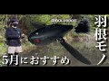 【5月のバス釣り】おすすめのトップウォータープラグ『デカダッジ』にストラクチャー回避チューニングを施して水辺を調査していくと連発してしまいました。 レイドジャパン 羽根モノ DEKA-DODGE 漆黒
