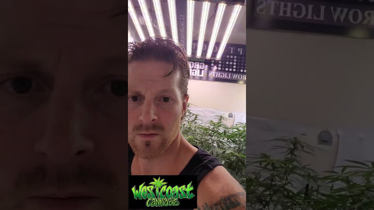 Optic 8+ & Slim 650S 4x8 LED Grow - 3 full weeks of Flower