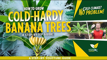 How to Grow Cold-Hardy Banana Trees: A Step-by-Step Guide for Any Climate 🌱