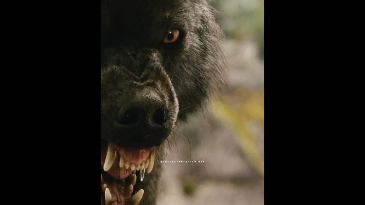 ◔ JACOB THE ALPHA 🥵 | Twilight breaking dawn pt 1 | Dior 🎶 #shorts #jacobblack #twilight #pattinson