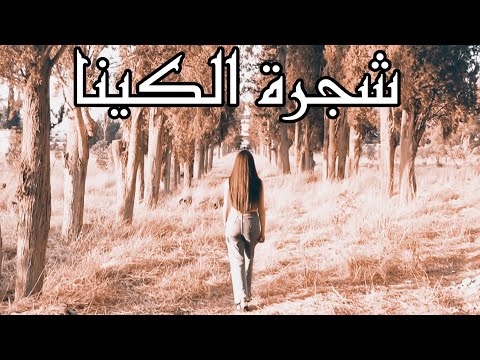 إنارة سكاف شجرة الكينا Enara Skaf Shajrah Alkena