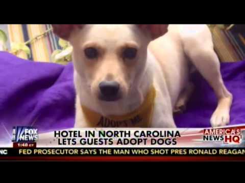 Charlie's Angels Animal Rescue and Aloft Hotel interview with Fox News