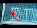 7-23-49 - 14-16” Kohaku Koi
