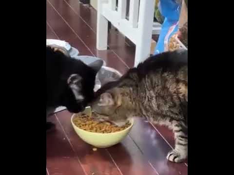 очень голодный кот - YouTube
