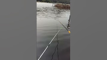 Cú rít cước khi câu cá cần tay