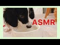 【ASMR】生後3ヶ月の赤ちゃん大型犬が水を飲む音が癒やしすぎる【イングリッシュ・セター】