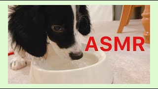 【ASMR】生後3ヶ月の赤ちゃん大型犬が水を飲む音が癒やしすぎる【イングリッシュ・セター】