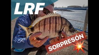 LRF en Asturias: Lisas con pan en Cudillero y Avilés y sargo por sorpresa