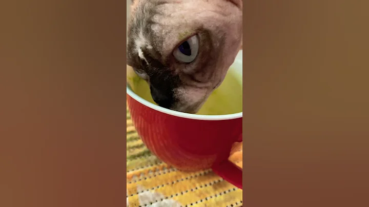 Video 2478861: sphynx sphinx, beautiful sphinx, blue eyed sphynx