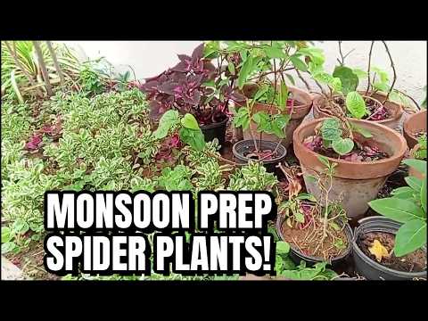 Get Your Garden Ready for Monsoon! (Spider Plant & Coleus) by Horticulture In Home
