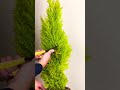 how to make spiral by juniper plants
