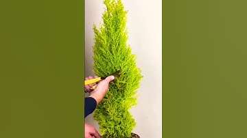 how to make spiral by juniper plants