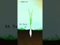 Onion Growing Time Lapse 115 Days Animation Onion Plants Timelapse Growth Green Cartoon Onion Growing Time Lapse 115 Days Animation Onion Plants Timelapse Growth Green Cartoon