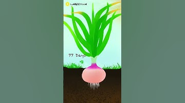 Onion Growing Time Lapse - 115 Days (Animation) #onion  #plants #timelapse #growth #green #cartoon