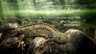 Great Crested Newt Documentary