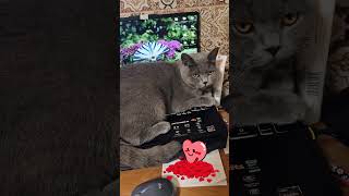 Grzeje się idzie jesień 😍🐱😂 #kotek #cat #kotbrytyjski #kociezabawy #Frida #kicia