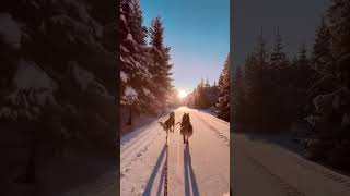 Dog riding in Norway - MIKA - Bougez #shorts