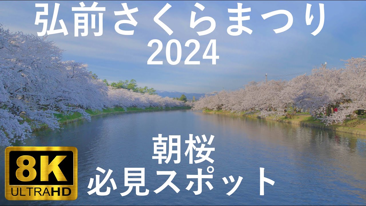 弘前さくらまつり】弘前公園(弘前城) 絶対見るべき絶景ポイント 朝編  