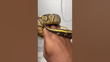 Asphalt wookie het clown baby ball python