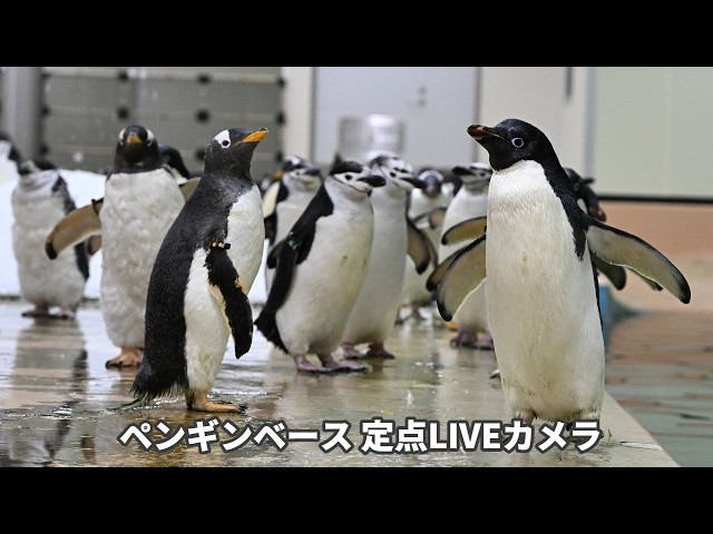 アーカイブ】ペンギンベース定点カメラ（2026/5/23) - YouTube