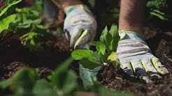 The buttress miracle gro video