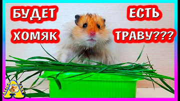 Какую Траву Можно Хомякам? / Как посадить Траву для Хомки / Alisa Easy Pets