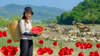 Harvesting Red Blood Dragon Duck Eggs in the Field Goes To Market Sell - Cooking, Daily life