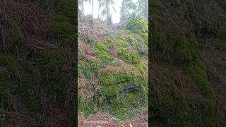 Orman Tabanında Yosun Varlığı