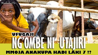 Ufugaji Wa Ngombe Wa Maziwa Dili Unaloishi Nalo Mjini Bila Kulijua