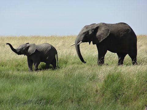 The Most Extraordinary Facts about Elephants