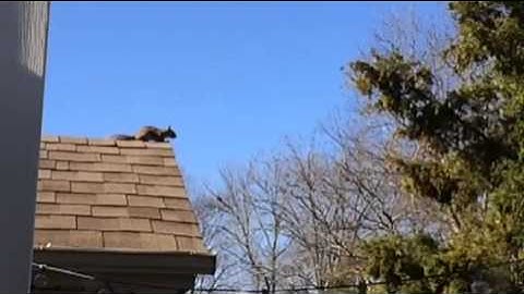 slo-mo squirrel jump