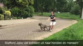 Download Lagu Anniek Winters hondengedragsdeskundige | Agressieve Stafford Jake MP3