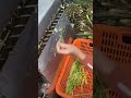 Bamboo shoot peeling machine  Good tools and machinery can increase work efficiency