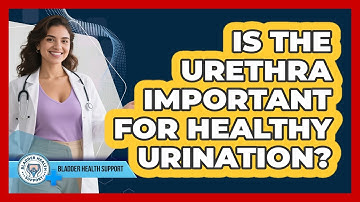 Is The Urethra Important For Healthy Urination? - Bladder Health Support