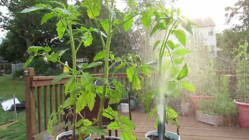 Identifying Aphids on Tomato Plants and Using Soapy Spray - The Rusted Garden 2013