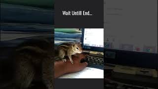 Little squirrel playing whats on end, jill squirrel #squirrels #shorts #saveanimals