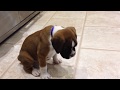 Jasper - the Bobtail Boxer Puppy playing - November 2013